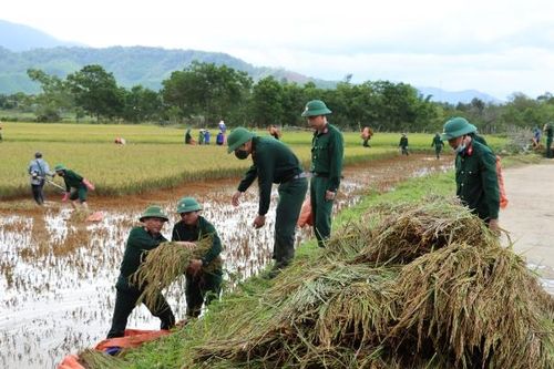 Thừa Thiên Huế: Bộ đội hỗ trợ nhân dân 'cứu' vụ lúa Hè thu