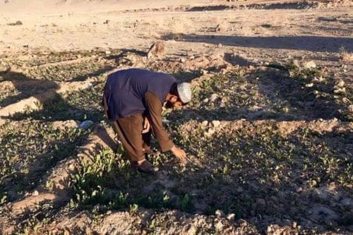 Ấn Độ thu giữ 3 tấn heroin trị giá 2,7 tỷ USD từ Afghanistan