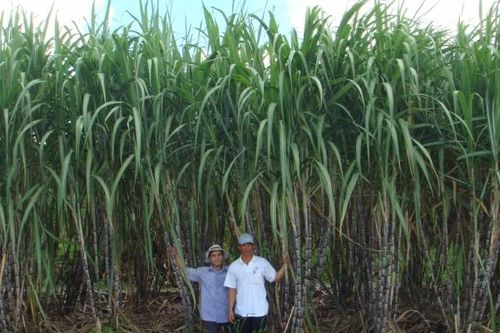 Bộ Công Thương điều tra cáo buộc mía đường Thái Lan 'đột lốt' 5 nước ASEAN
