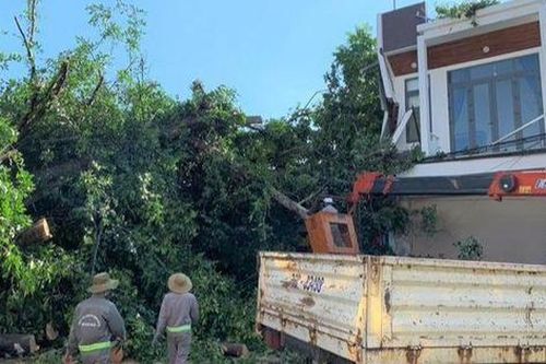 Cây đa hơn 200 tuổi bật gốc đè 1 người tử vong