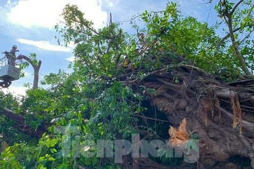 Cây đa hơn 200 năm tuổi bị bật gốc, đè một phụ nữ đi đường tử vong