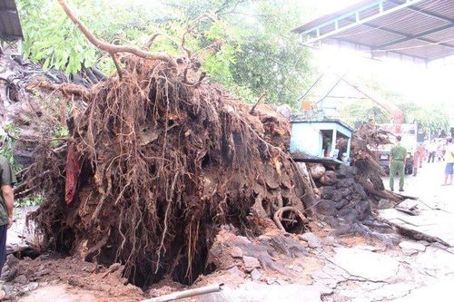 Cây đa cổ thụ ngã đổ khiến một người tử vong