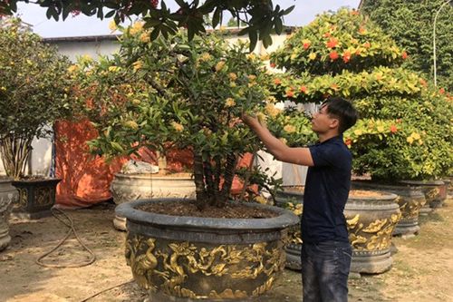 Làm giàu từ trồng hoa, cây cảnh lạ