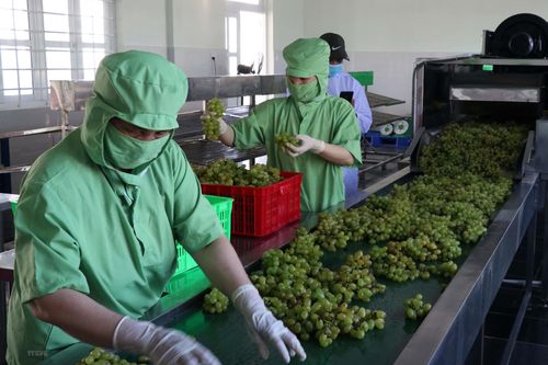 Ninh Thuận thành lập Tổ công tác đặc biệt hỗ trợ doanh nghiệp