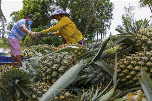 Ngành giao thông ưu tiên cao nhất cho lưu thông tiêu thụ nông sản