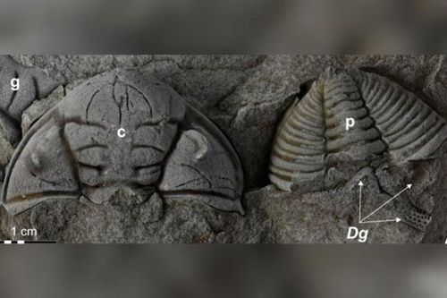 'Quái vật' tự mọc lại mắt, mang theo 'bóng ma' bọ cạp chúa to bằng con người
