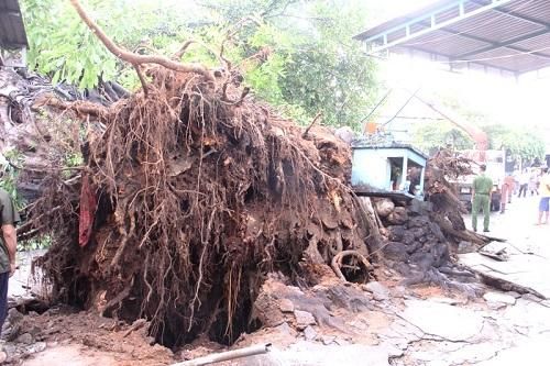 Quảng Ngãi: Cây đa cổ thụ đổ khiến một người tử vong