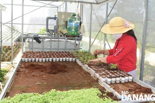 Thúc đẩy sản xuất nông nghiệp, bảo đảm cung ứng thực phẩm