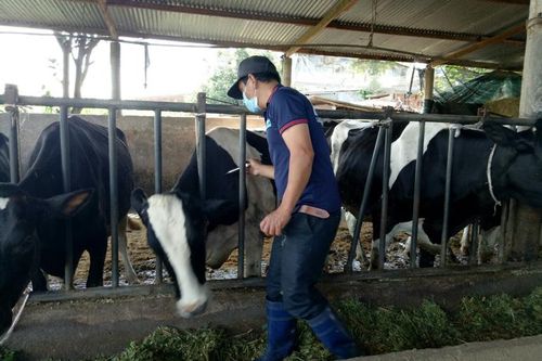 Bệnh viêm da nổi cục sẽ còn xuất hiện lẻ tẻ trên đàn trâu, bò