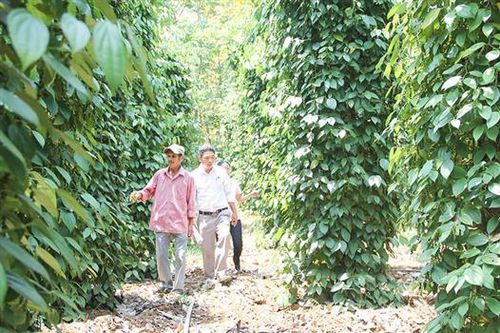 Nhiều kết quả nổi bật trong thực hiện Chỉ thị 05 ở Gio Sơn