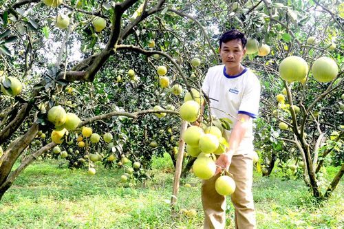 Bưởi Soi Hà được cấp chứng nhận chỉ dẫn địa lý