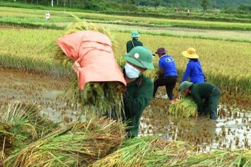 Kinh tế Nông nghiệp - Nông thôn Đoàn Kinh tế - Quốc phòng 92 xuống đồng gặt lúa giúp dân