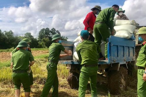 Nỗ lực giúp dân vùng dịch gặt lúa tránh mưa bão