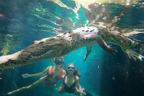Bơi cùng cá sấu khổng lồ ở Mexico