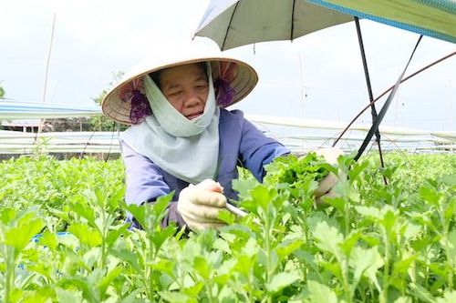 'Vựa hoa' lớn nhất Hà Nội tất bật vào vụ mới