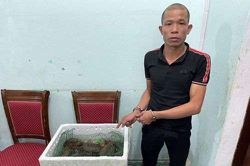 Khởi tố đối tượng vận chuyển cá thể rùa đầu to trái phép