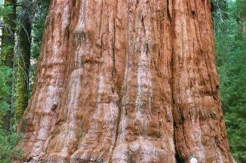 Cây khổng lồ nhất hành tinh đang bị đe dọa bởi nạn cháy rừng