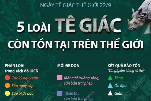 Năm loài tê giác còn tồn tại trên thế giới
