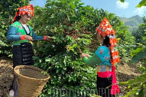 Ứng dụng công nghệ cao trong nông nghiệp ở Tuần Giáo còn nhiều khó khăn