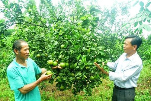 Kêu gọi hỗ trợ tiêu thụ cam K4