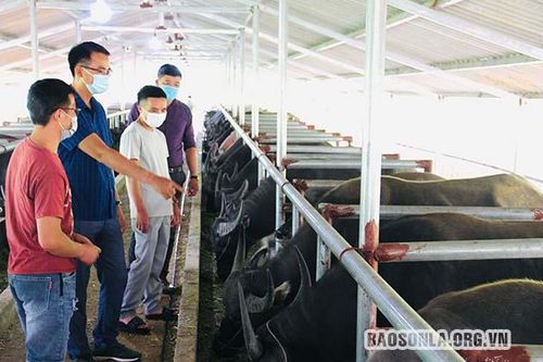 Chăn nuôi đại gia súc - thúc đẩy tăng trưởng xanh: Kỳ II: Phát triển theo hướng bền vững