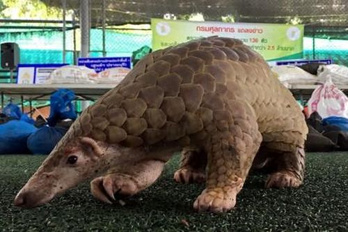 Thế giới Thế giới Đông Nam Á: Nạn săn bắt và buôn bán động vật hoang dã lại quay trở lại