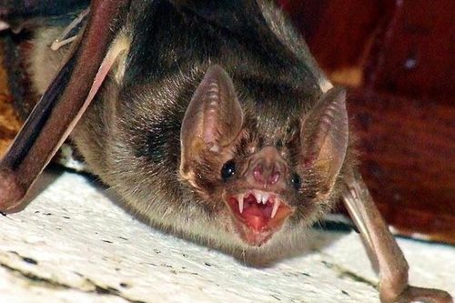 Vì sao dơi sống sót khi mang virus chết người?
