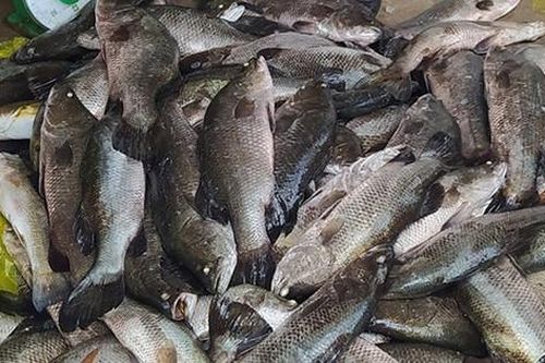 Thanh Hóa: Xử phạt gần 1 tỷ đối với 2 doanh nghiệp xả thải ra sông Lạch Bạng