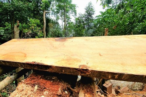 Cận cảnh hàng loạt cây cổ thụ ở rừng phòng hộ A Lưới bị 'xẻ thịt'