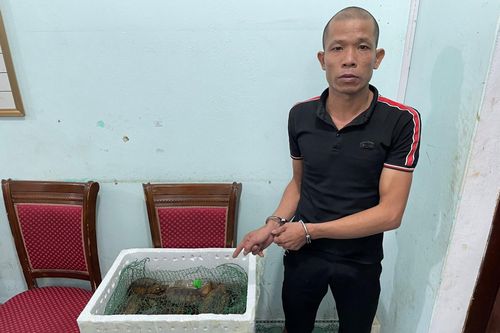 Vận chuyển 13 cá thể rùa đầu to quý hiếm, người đàn ông bị khởi tố