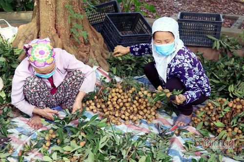 Chưa bao giờ buồn như năm nay: Nhãn Hưng Yên mất mùa, giá rẻ hơn rau
