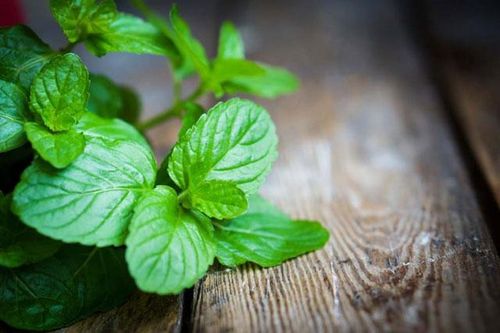 Lợi ích quý giá của lá bạc hà và cách dùng để giảm cân hiệu quả nhất cho bạn