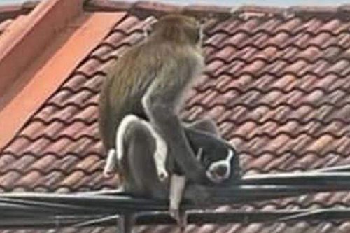 'Băng đảng' khỉ hoang bắt cóc chó con suốt 3 ngày, lý do phía sau gây tranh cãi