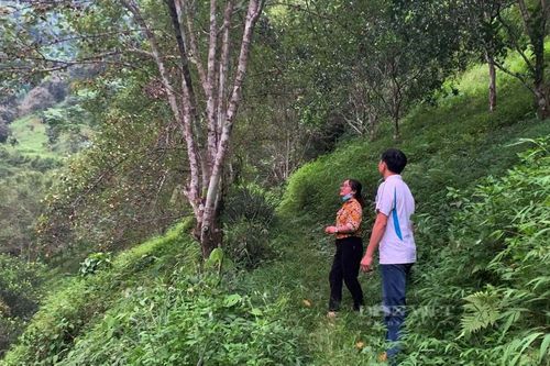 Bắc Kạn: Anh nông dân có bằng kỹ sư nông nghiệp trồng cây quen hay cây lạ đều 'mát tay', ra trĩu quả
