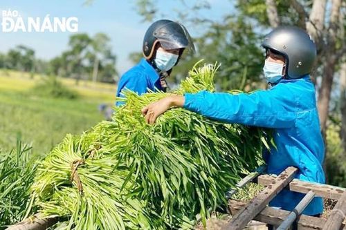 Giúp nông dân yên tâm sản xuất