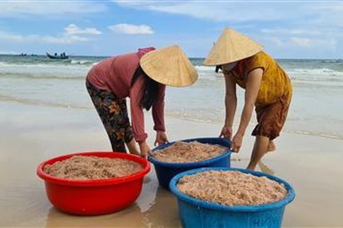 Vĩnh Linh: Ngư dân bãi ngang được mùa ruốc biển
