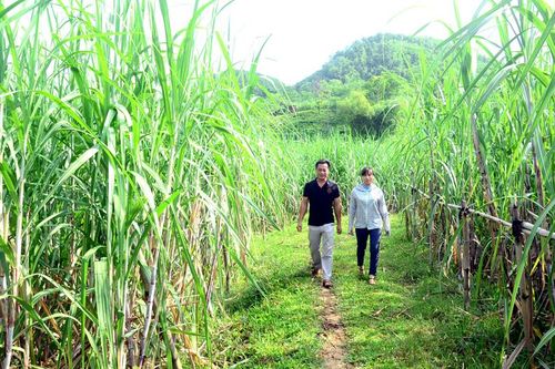 Giá mía nguyên liệu từ 900 nghìn đồng đến 1 triệu đồng/tấn