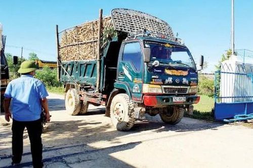 Kinh tế Nông nghiệp - Nông thôn Nhà máy chậm thu mua, người trồng sắn 'sốt ruột'