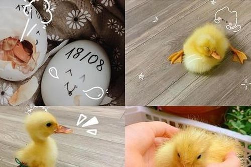 Được chăm như thú cưng, chú vịt con hài hước gây bão mạng xã hội vì cách ngủ 'cưng xỉu'