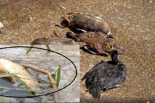 Quảng Ngãi: Vịt, cá chết bất thường trên sông Hầm Giang