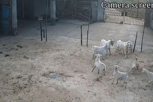 Chó hoang đột nhập vào chuồng và 'điên cuồng' tấn công cừu
