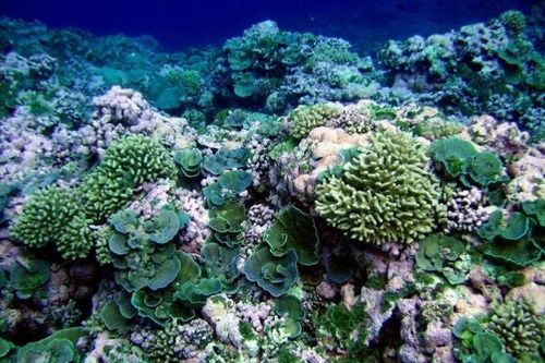 Khám phá thế giới bí ẩn nằm sâu dưới đáy đại dương