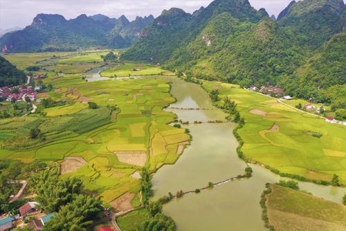 Mùa lúa chín vàng trên cánh đồng Trùng Khánh ở Cao Bằng