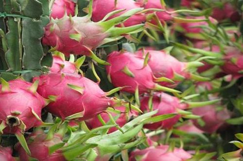 Thanh Long Việt Nam được đánh giá 5 sao tại Úc, giá gần 5 AUD mỗi trái