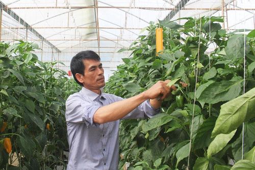 Hiệu quả từ các mô hình hợp tác xã kiểu mới