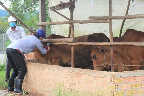 Tập trung khống chế dịch bệnh viêm da nổi cục