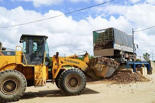 Khẩn trương thu mua sắn ngập úng cho nông dân
