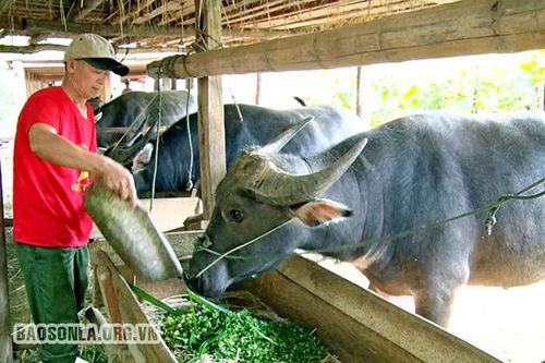 Hiệu quả nghề nuôi trâu, bò vỗ béo