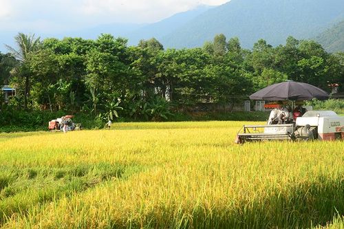 Đẩy nhanh tiến độ thu hoạch lúa mùa, làm vụ đông