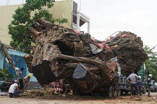 Di dời cây đa hơn 200 tuổi về trồng tại núi Thiên Bút